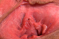 Gapemypussy Free Trial Password s1